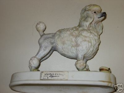 poodle dog white