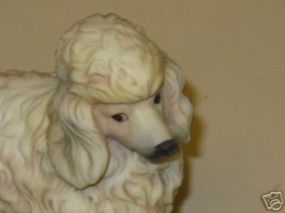poodle dog white