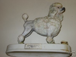 poodle dog white
