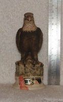 peregrin falcon